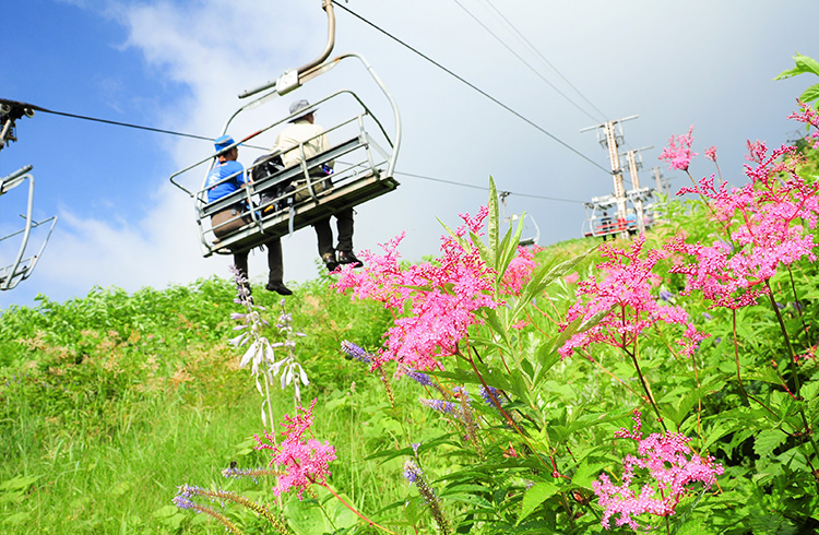 八方尾根自然研究路　種類豊富な花