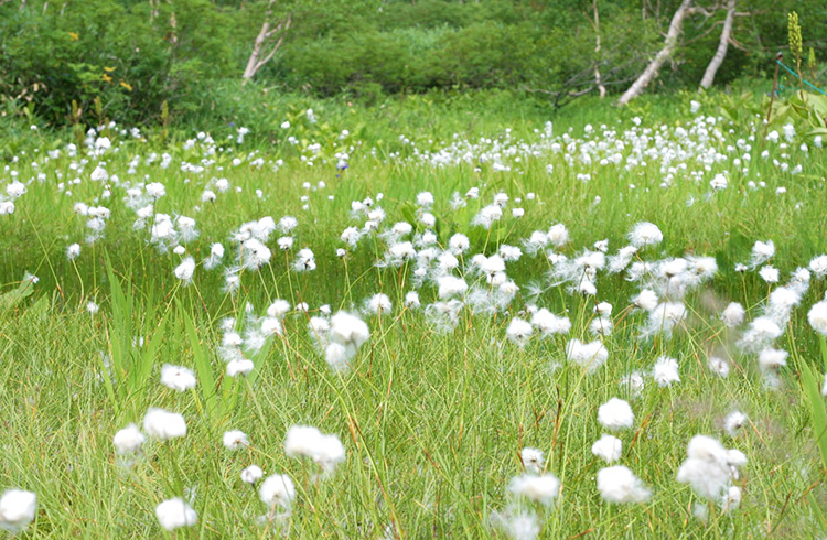 つがいけマウンテンリゾート　栂池自然園　「ワタスゲ湿原」