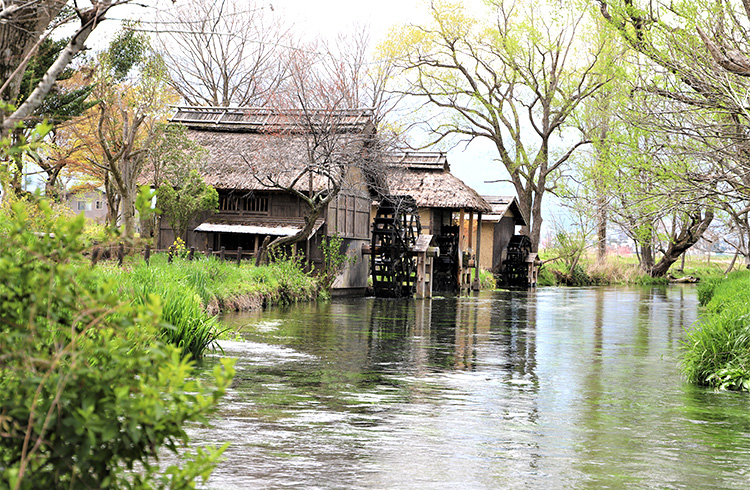 大王わさび農園　清流の中にある水車小屋