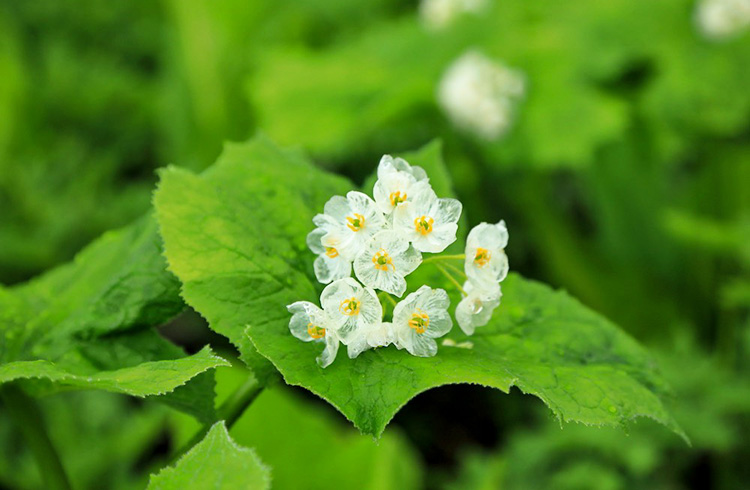 サンカヨウ（山荷葉）