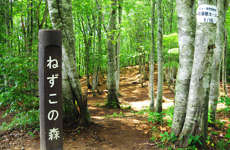 トレッキングコース「ねずこの森」