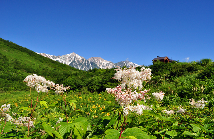 高山植物
